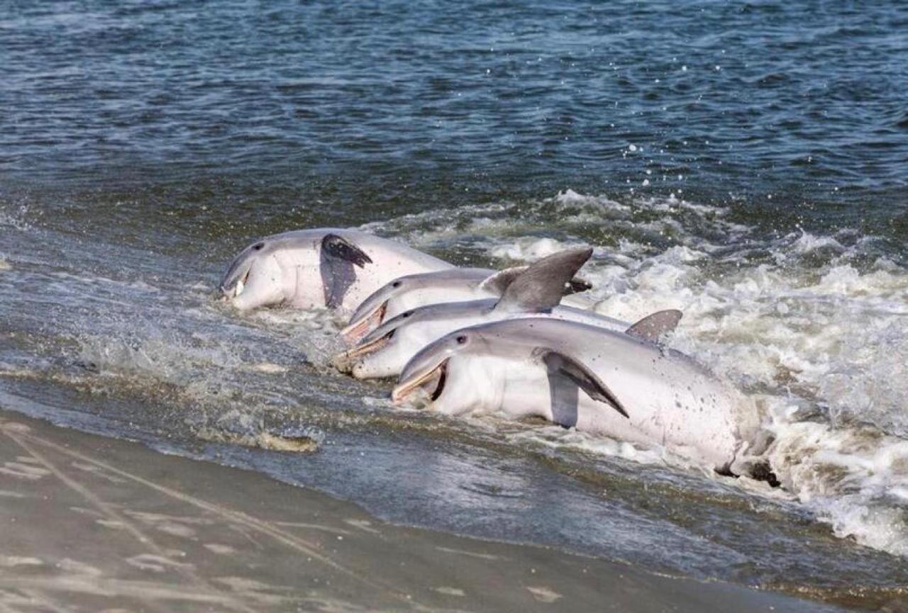 2065 Salt Marsh Βίλα Seabrook Island Εξωτερικό φωτογραφία